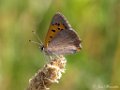 Kleine vuurvlinder,  Lycaena phlaeas